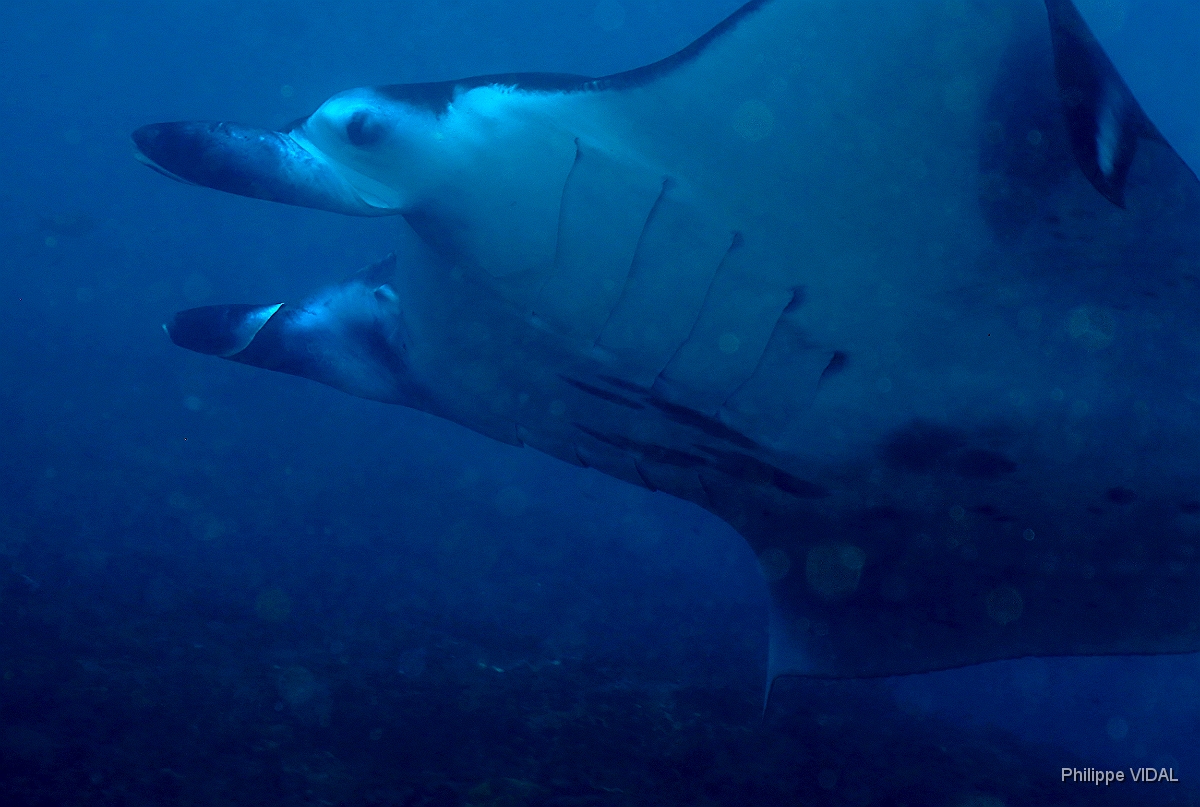 Bali 2016 - Oceanic Manta Ray - Raie Manta Oceanique - Manta Birostris - IMG_5966_rc.jpg